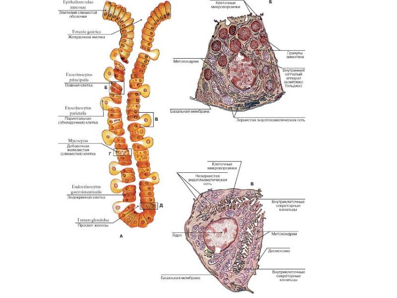 Какие железы расположены в желудке. Строение желез желудка гистология. Строение собственной железы желудка гистология. Строение фундальной железы гистология. Клетки фундальных желез желудка гистология.