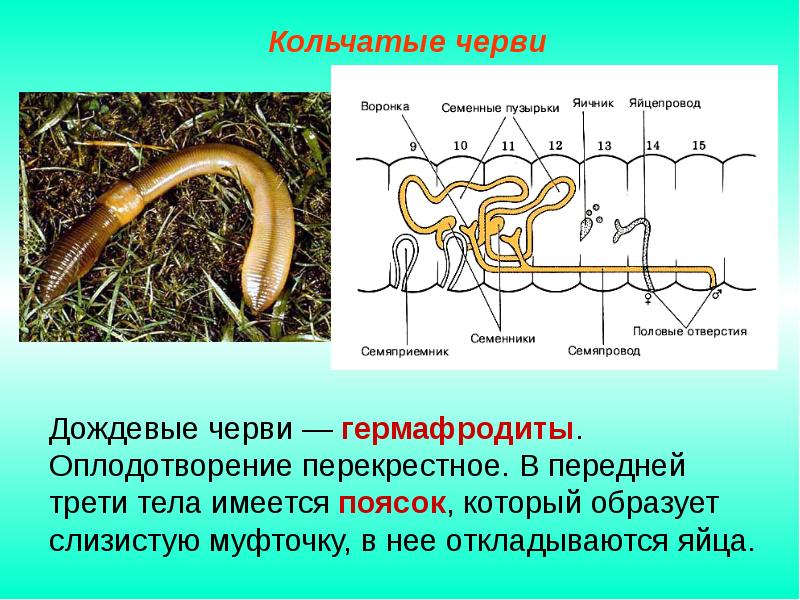 Биология 7 класс органы размножения презентация 7 класс