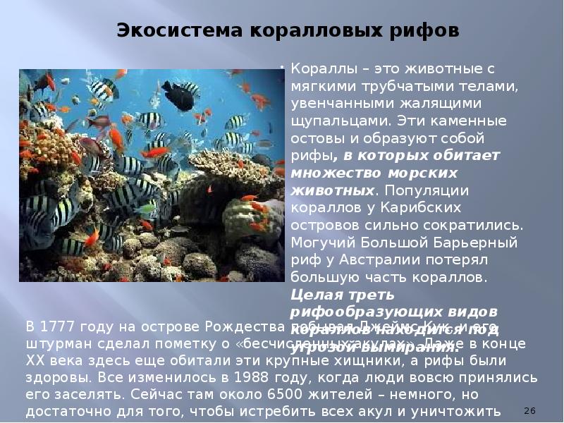 Люди в океане кратко. Нектон мирового океана. Жизнь в океане презентация. Обитатели океана Нектон. Жизнь организмов в морях и океанах презентация.