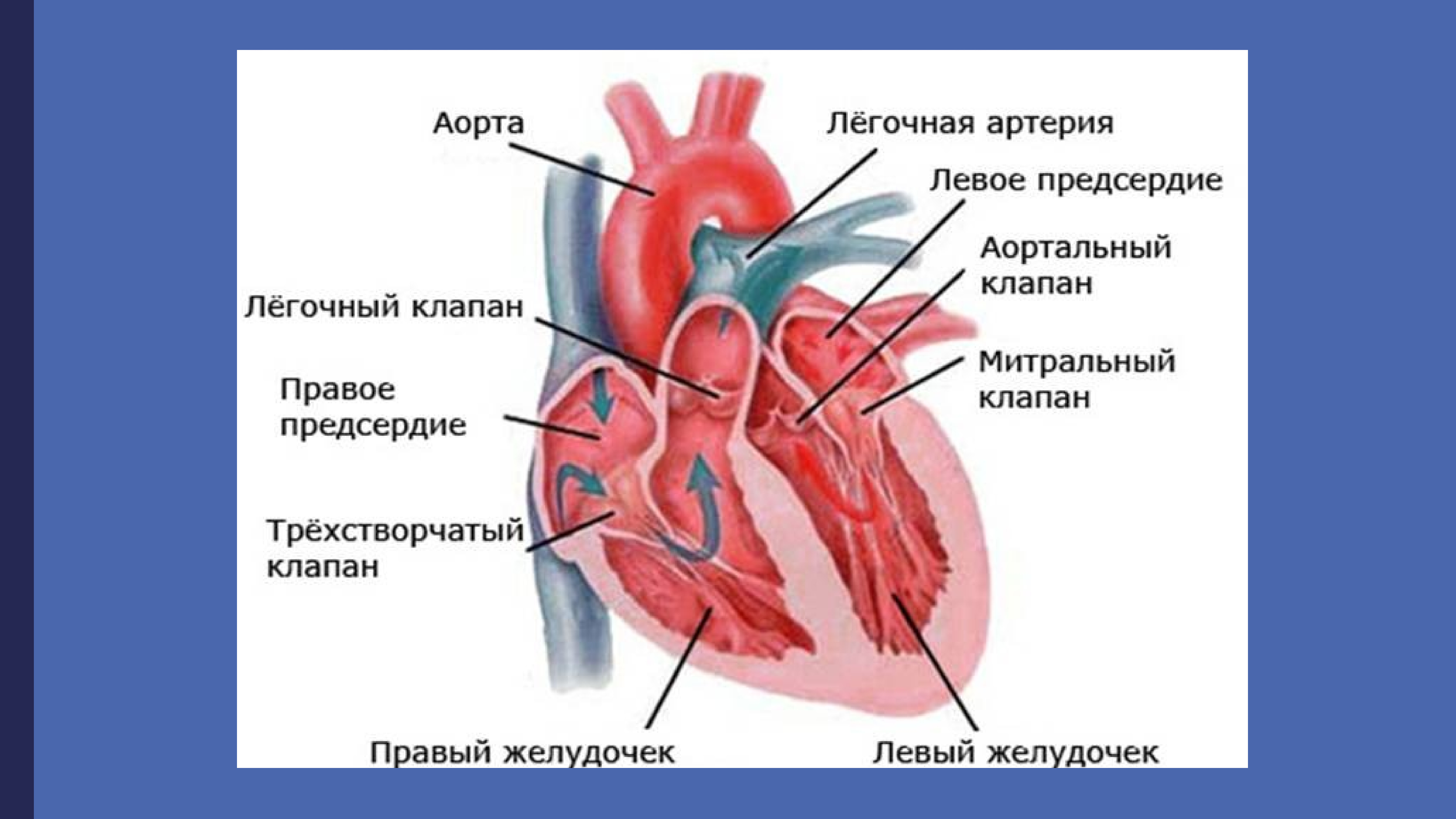 Строение сердца человека презентация