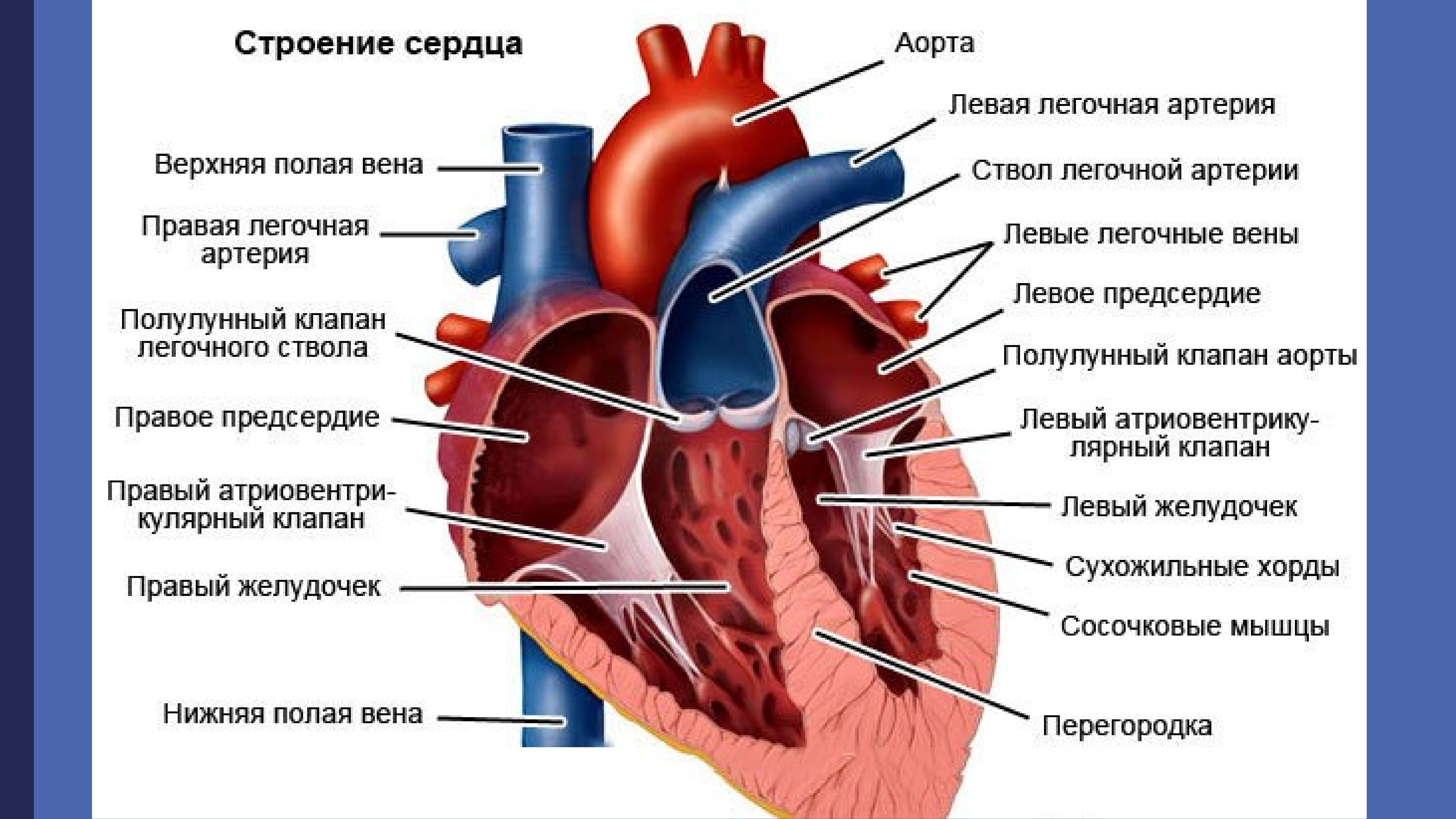 Внутреннее строение сердца человека схема