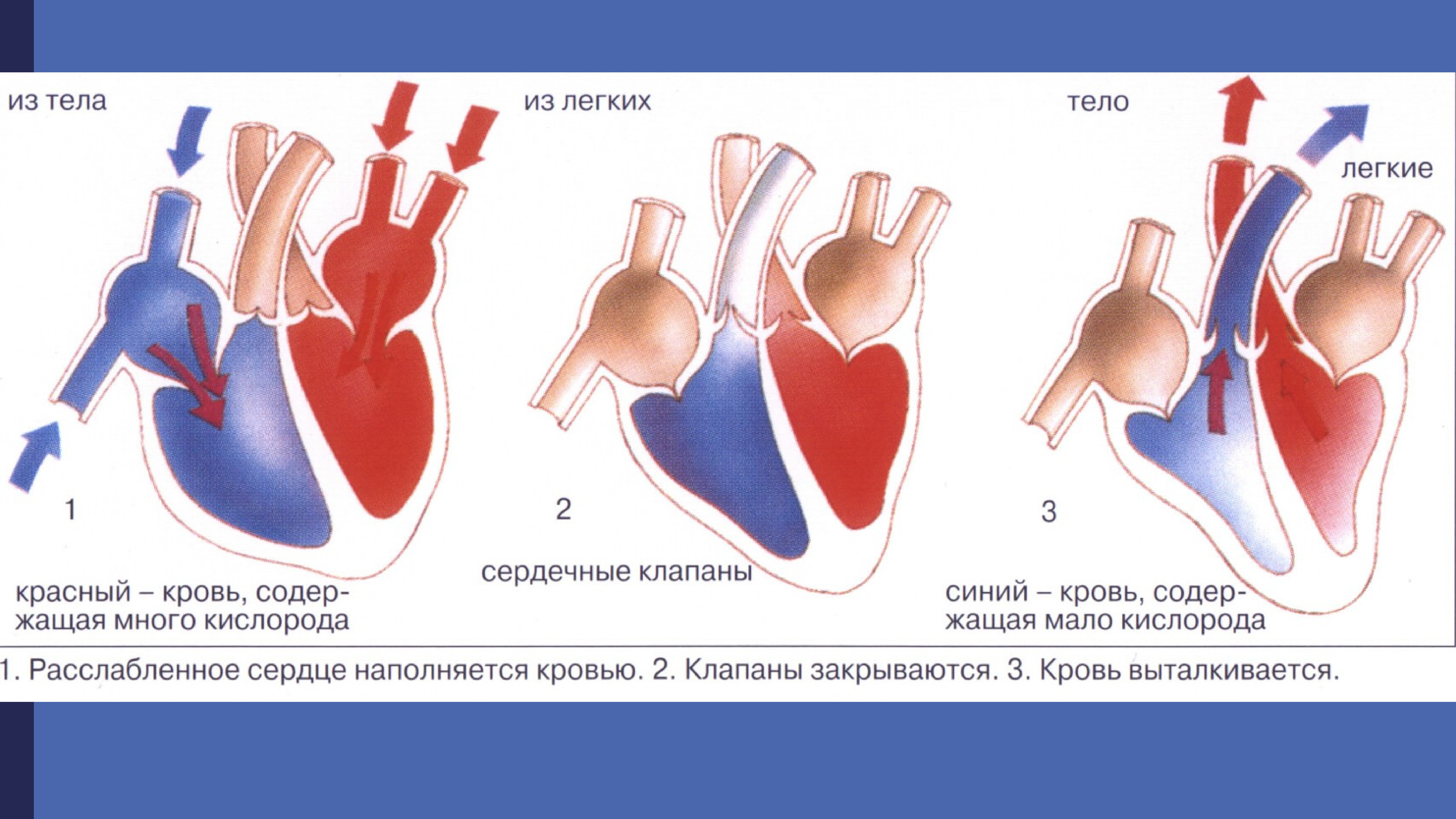 Систола левого предсердия. Строение сердца. Строение сердца человека. Работа сердца. Сокращение камер сердца.