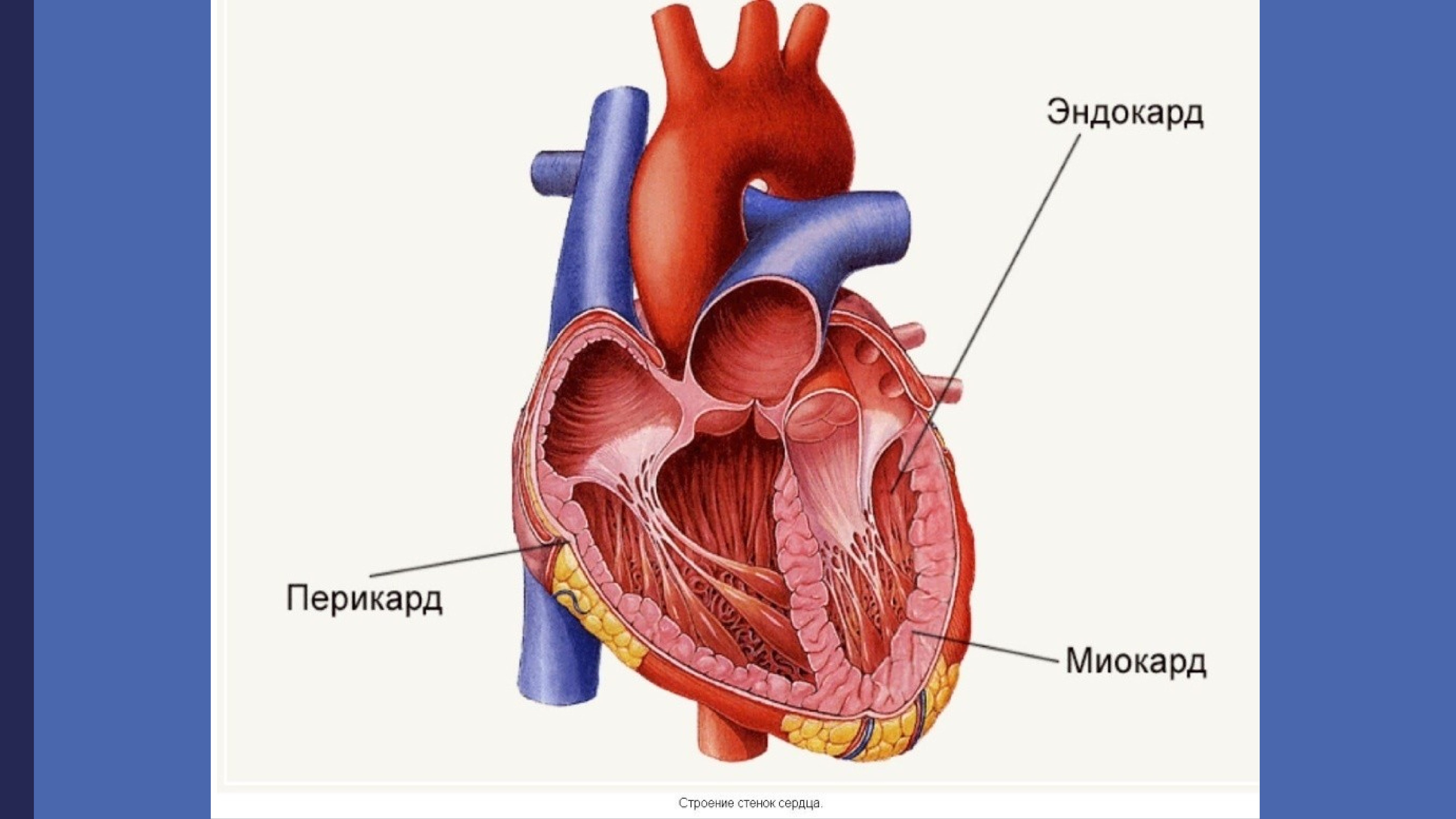 Строение сердца человека миокард перикард