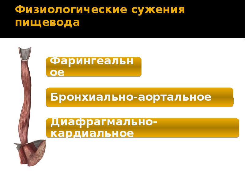 Бронхиальное сужение пищевода обусловлено вдавлением в его стенку