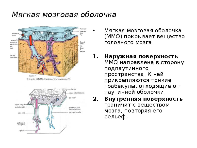 Оболочки головного мозга рисунок