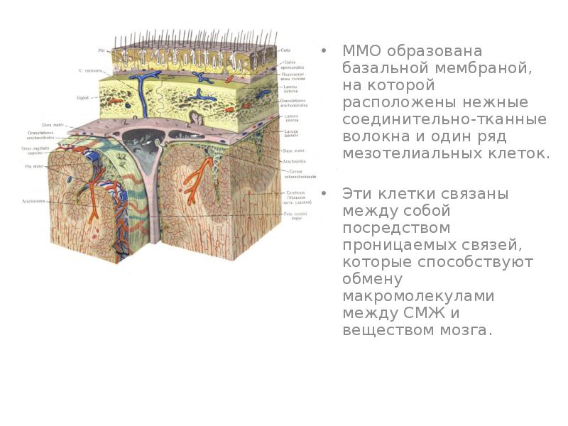 Оболочки головного мозга презентация