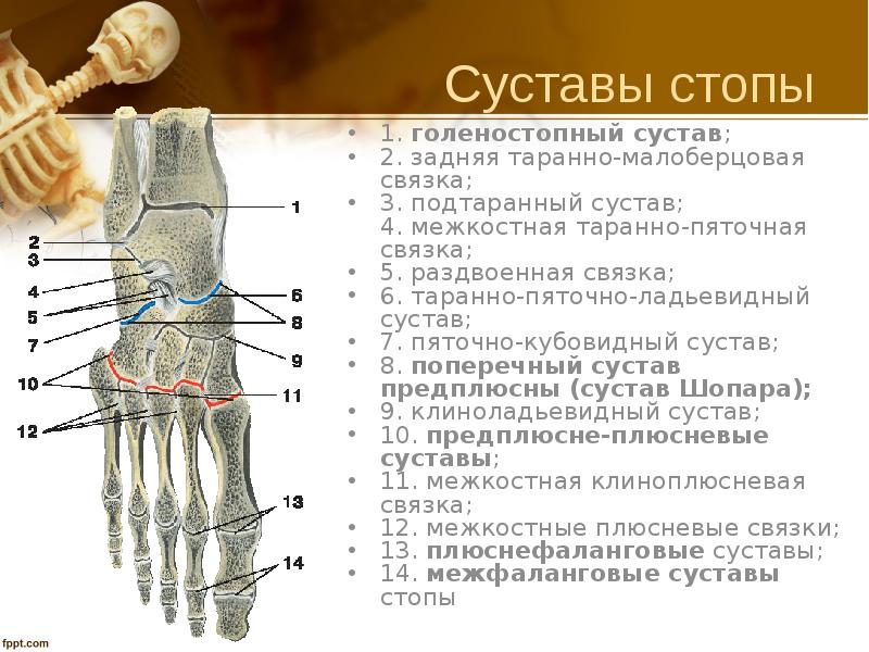 Суставы стопы. Кости и суставы стопы. Суставы стопы подтаранный сустав. Связки таранно-пяточного-ладьевидного сустава анатомия. Сустав Шопара связки.