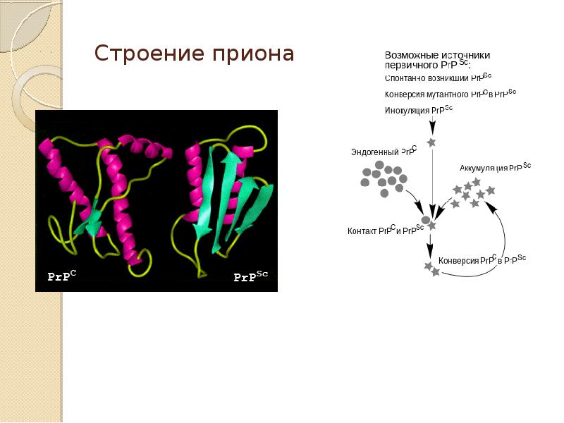 Прионы микробиология презентация