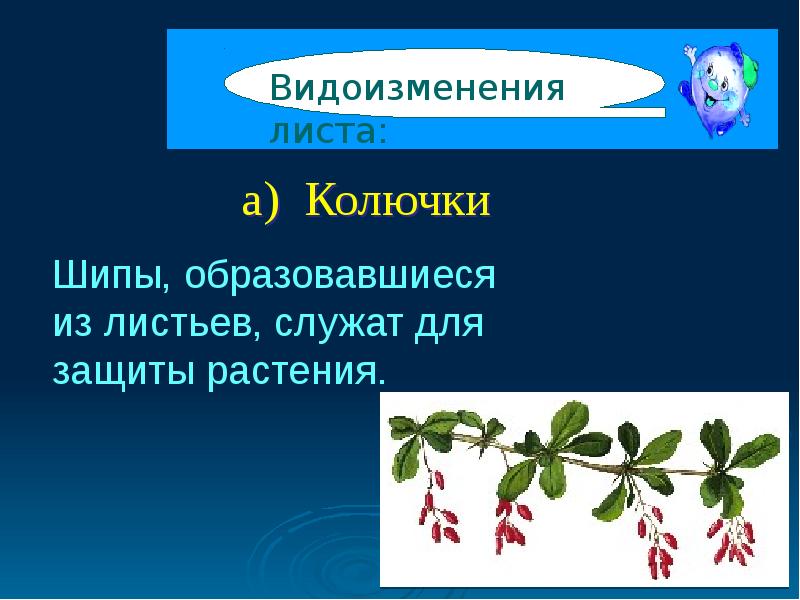 Утрата листьев и превращение их в колючки. Видоизменения листьев. видоизменения листьев презентация. видоизменения листьев 6 класс биология. 4 видоизменения листа.