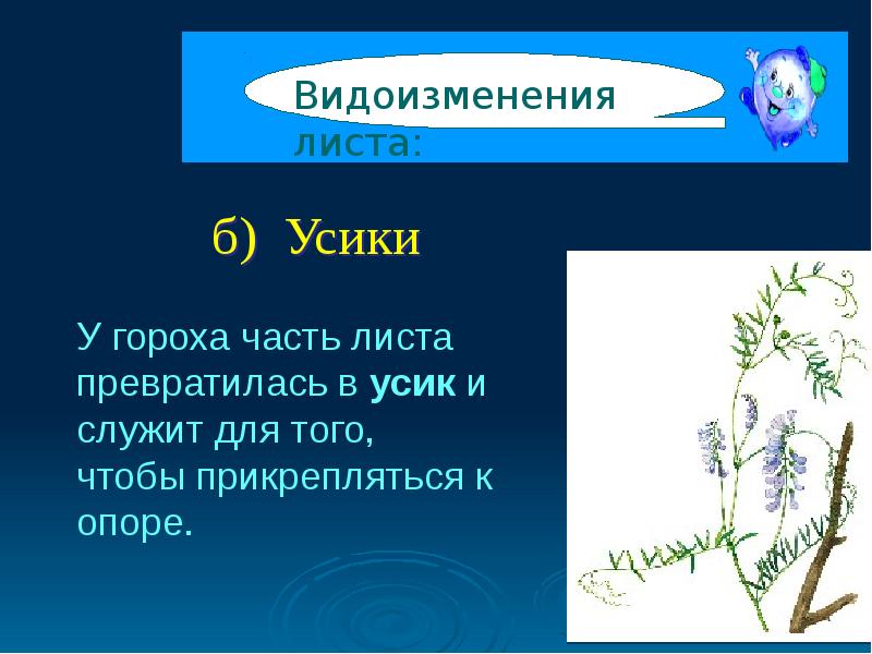 Презентация видоизменения листьев