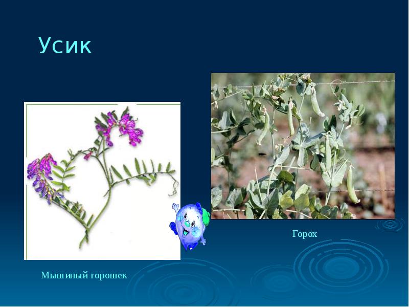 Презентация видоизменения листьев