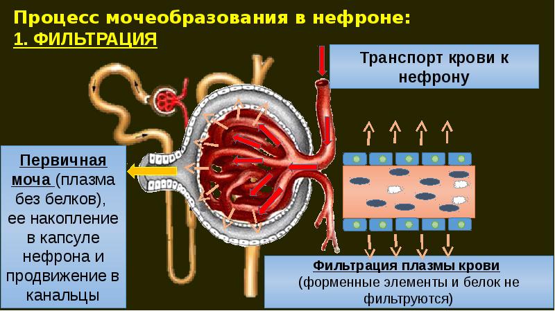 Опишите работу нефрона по следующему плану как плазма