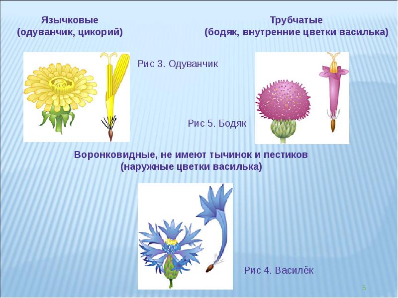 Семейство сложноцветные презентация