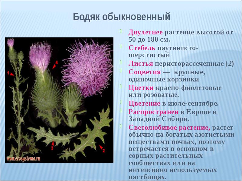 Семейство сложноцветные презентация