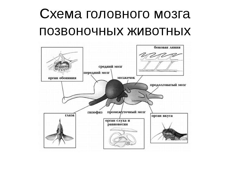 Головной мозг позвоночных животных схема