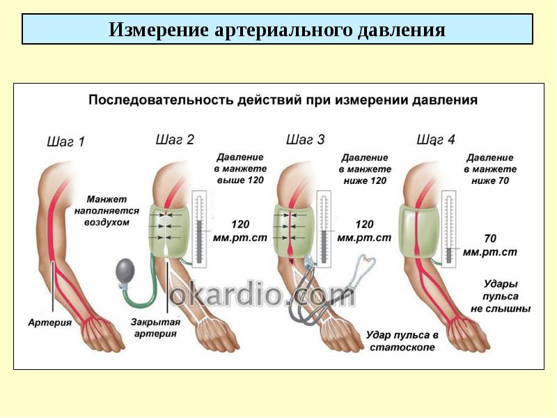 Презентация сердечно сосудистая система на английском