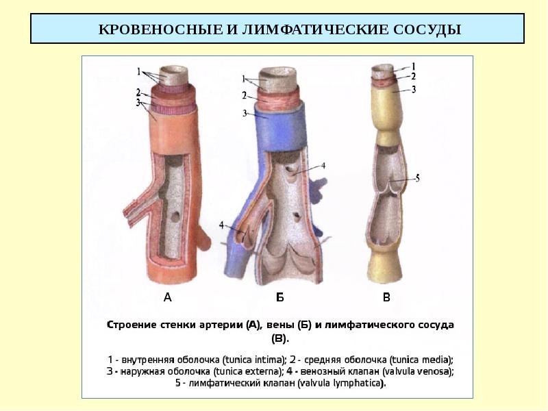 КРОВЕНОСНЫЕ И ЛИМФАТИЧЕСКИЕ СОСУДЫ