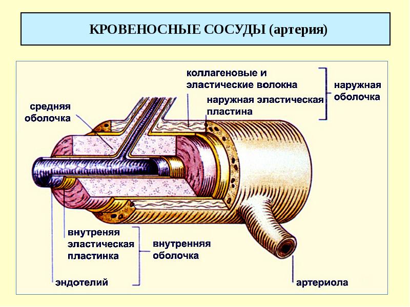 КРОВЕНОСНЫЕ СОСУДЫ (артерия)