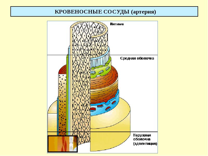КРОВЕНОСНЫЕ СОСУДЫ (артерия)