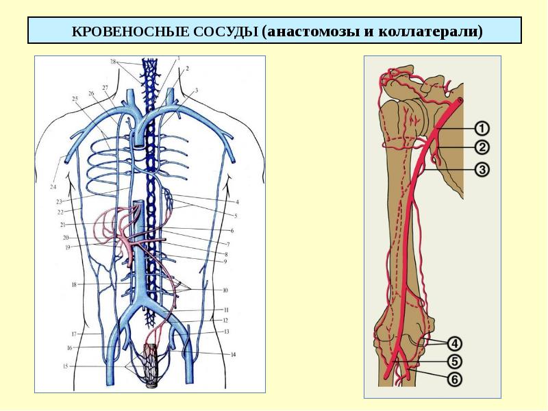 КРОВЕНОСНЫЕ СОСУДЫ (анастомозы и коллатерали)