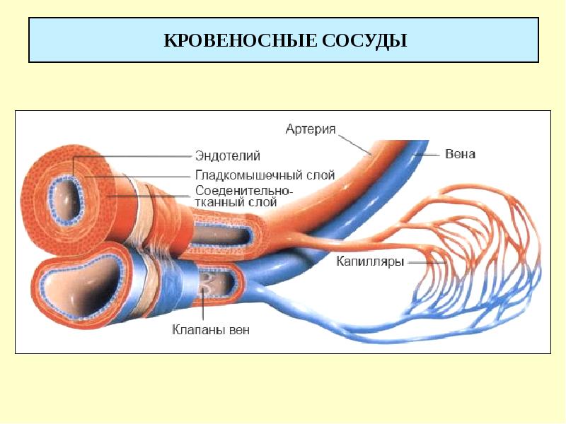 КРОВЕНОСНЫЕ СОСУДЫ