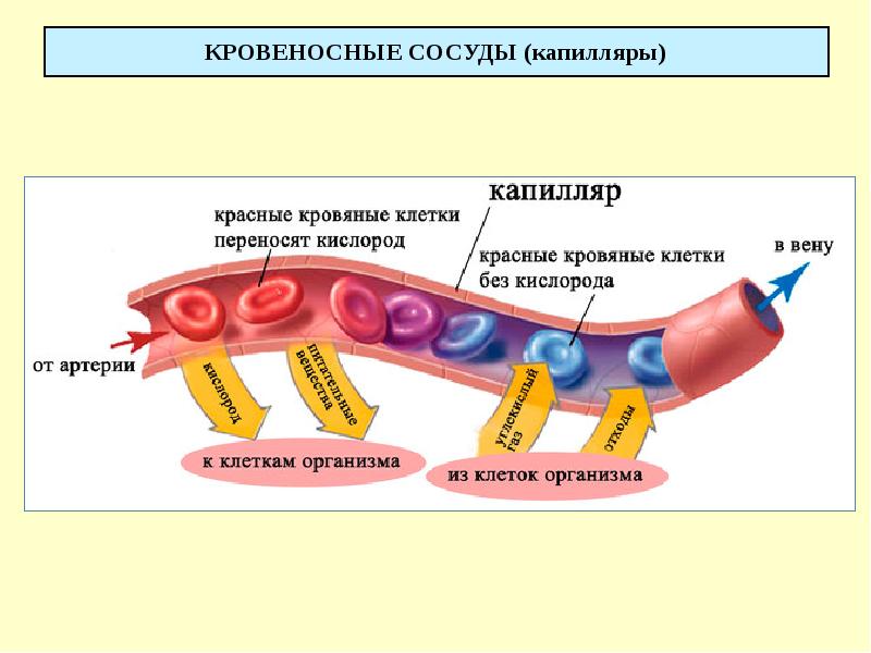 КРОВЕНОСНЫЕ СОСУДЫ (капилляры)