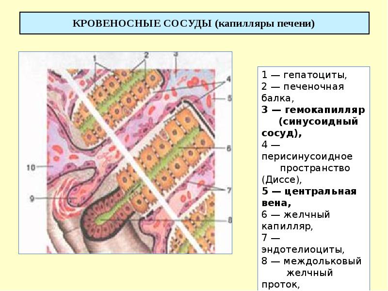 КРОВЕНОСНЫЕ СОСУДЫ (капилляры печени)