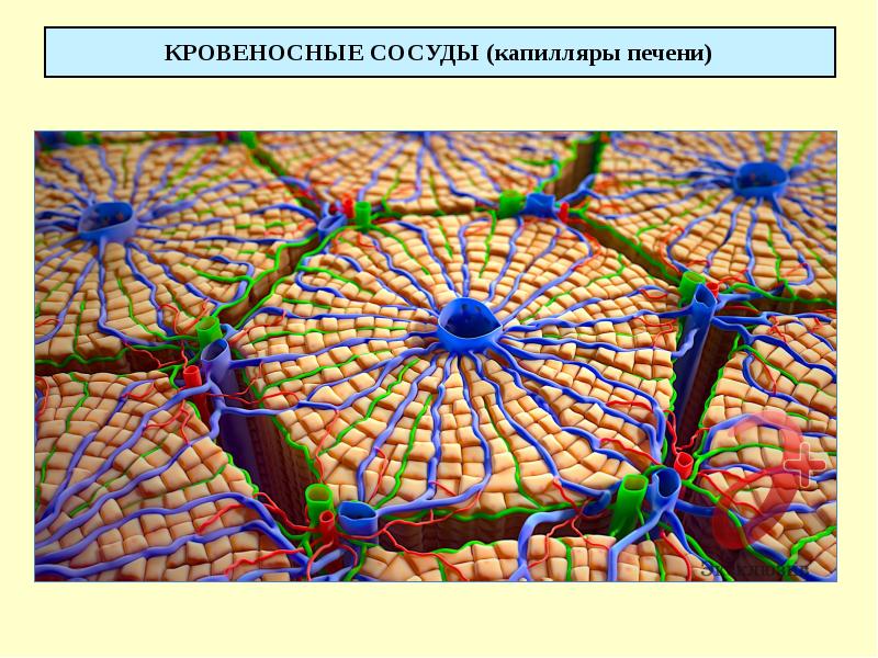 КРОВЕНОСНЫЕ СОСУДЫ (капилляры печени)