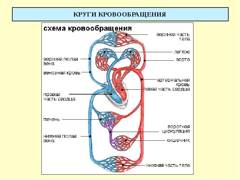 Большой круг кровообращения схема подробно