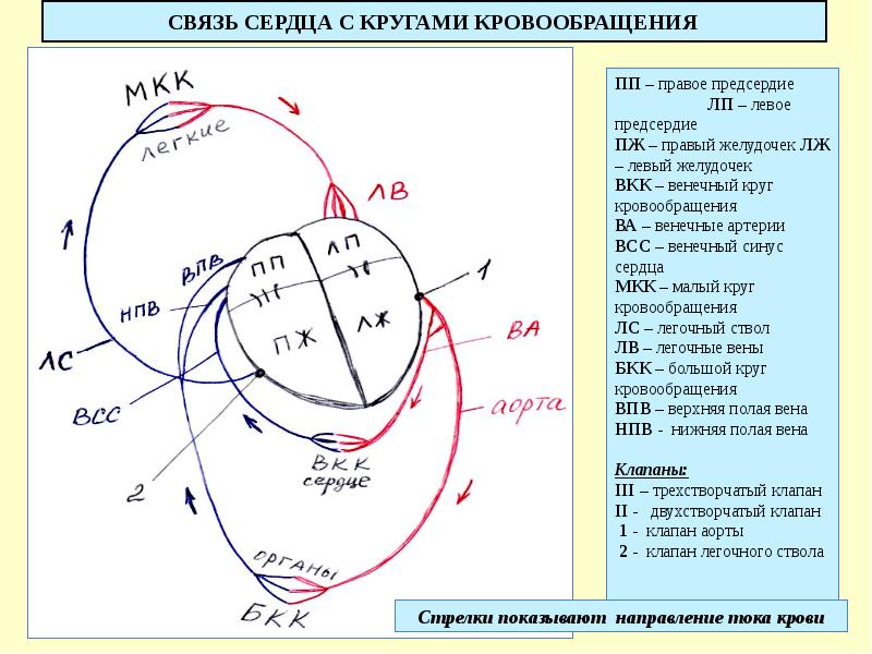 СВЯЗЬ СЕРДЦА С КРУГАМИ КРОВООБРАЩЕНИЯ