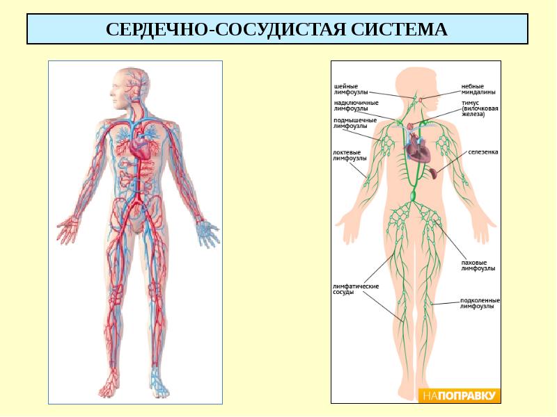 СЕРДЕЧНО-СОСУДИСТАЯ СИСТЕМА