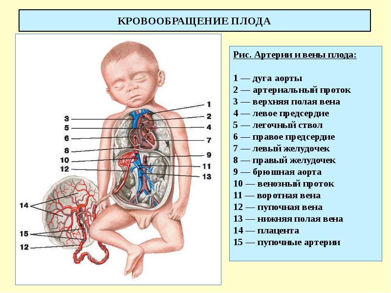 КРОВООБРАЩЕНИЕ ПЛОДА