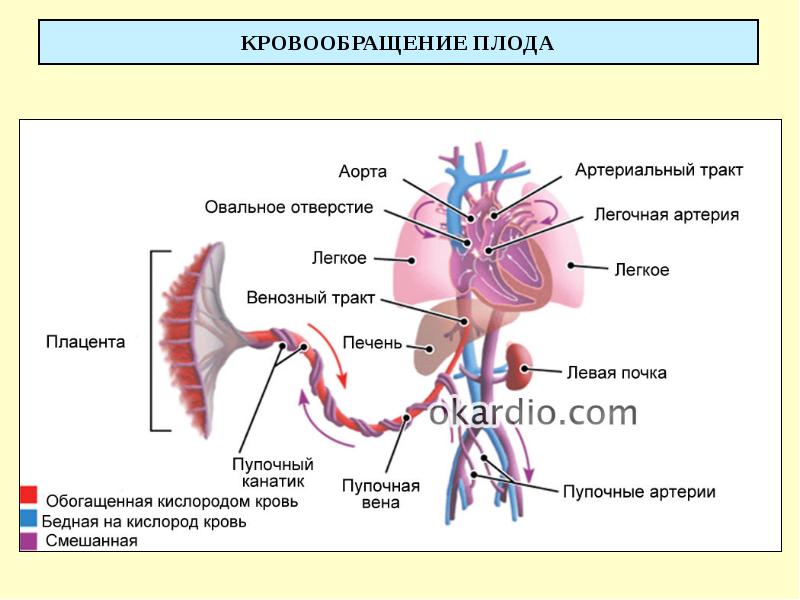 КРОВООБРАЩЕНИЕ ПЛОДА