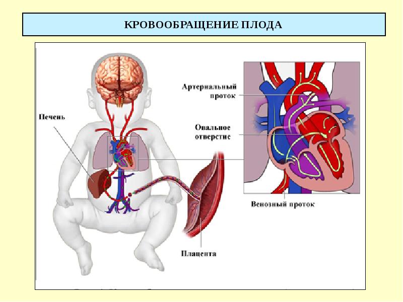 КРОВООБРАЩЕНИЕ ПЛОДА
