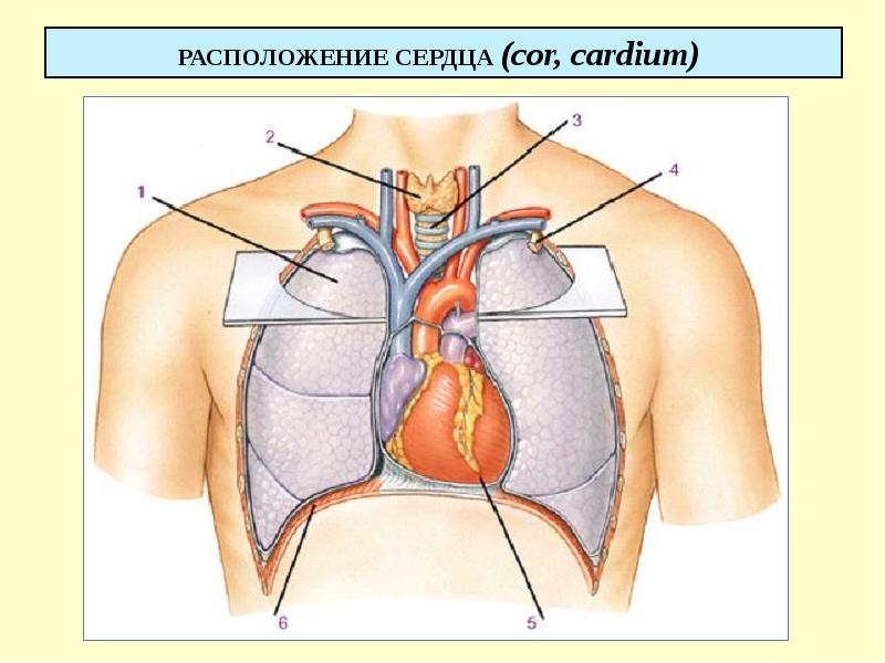 РАСПОЛОЖЕНИЕ СЕРДЦА (cor, cardium)