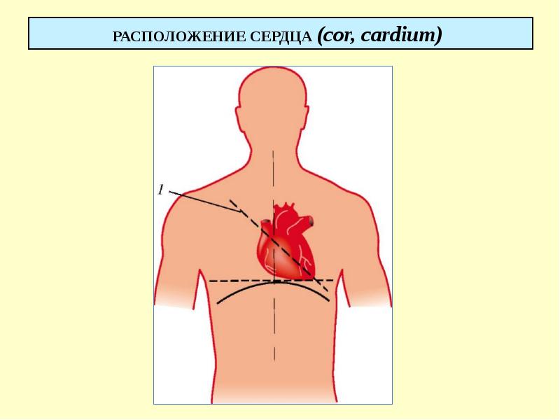 РАСПОЛОЖЕНИЕ СЕРДЦА (cor, cardium)