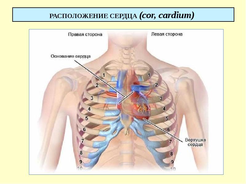 РАСПОЛОЖЕНИЕ СЕРДЦА (cor, cardium)
