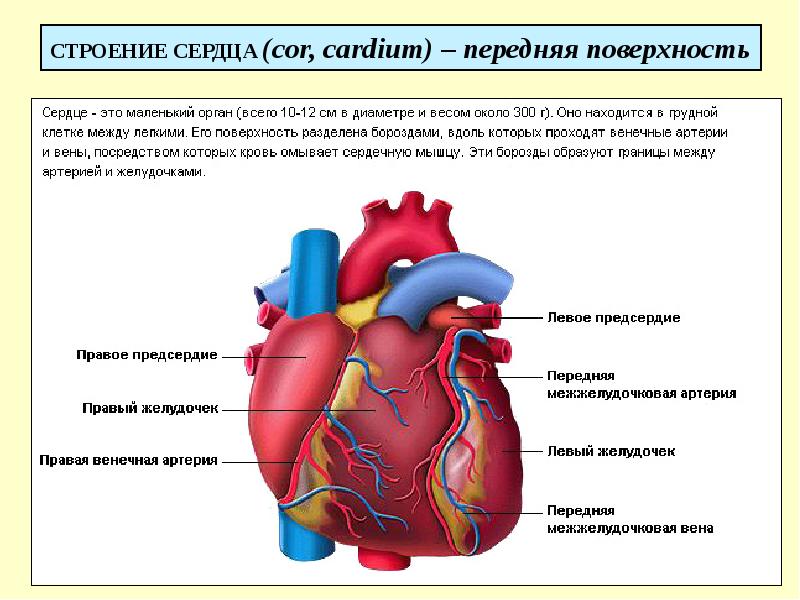 СТРОЕНИЕ СЕРДЦА (cor, cardium) – передняя поверхность