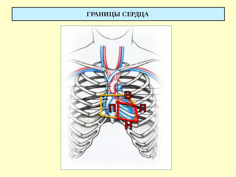 ГРАНИЦЫ СЕРДЦА