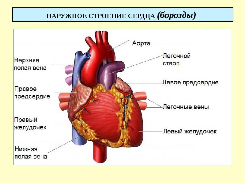 Сердечно сосудистая система презентация по анатомии