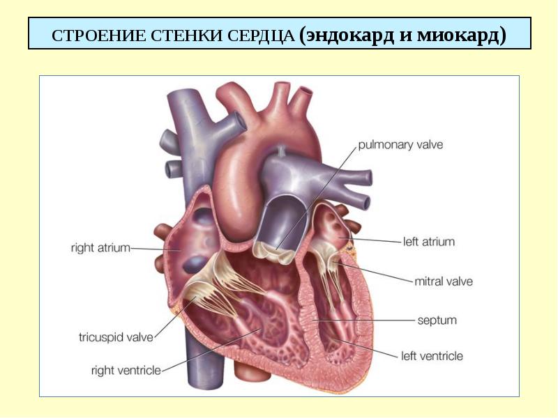 СТРОЕНИЕ СТЕНКИ СЕРДЦА (эндокард и миокард)