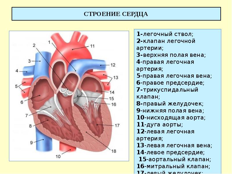 СТРОЕНИЕ СЕРДЦА