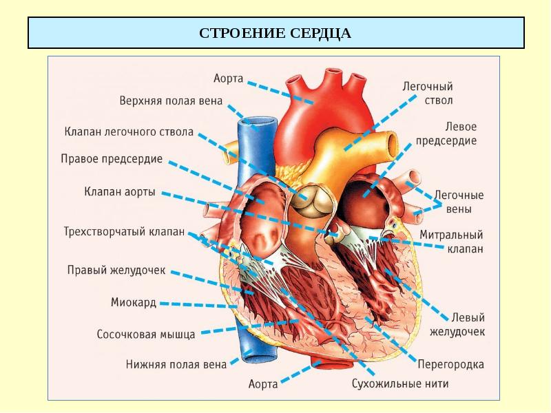 СТРОЕНИЕ СЕРДЦА