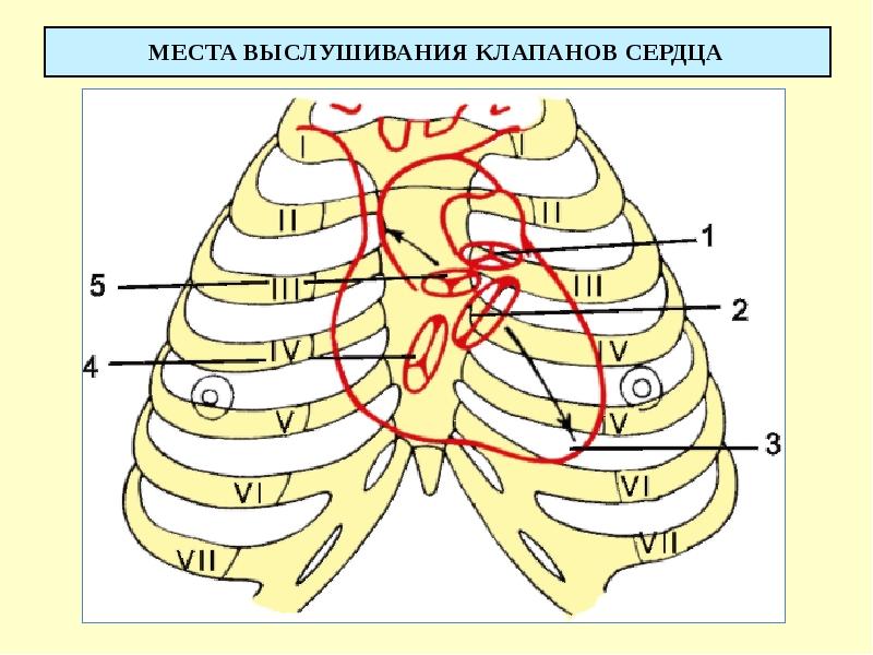 МЕСТА ВЫСЛУШИВАНИЯ КЛАПАНОВ СЕРДЦА
