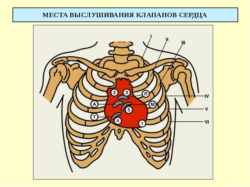 МЕСТА ВЫСЛУШИВАНИЯ КЛАПАНОВ СЕРДЦА