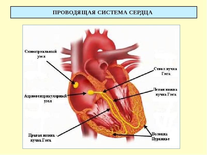 ПРОВОДЯЩАЯ СИСТЕМА СЕРДЦА
