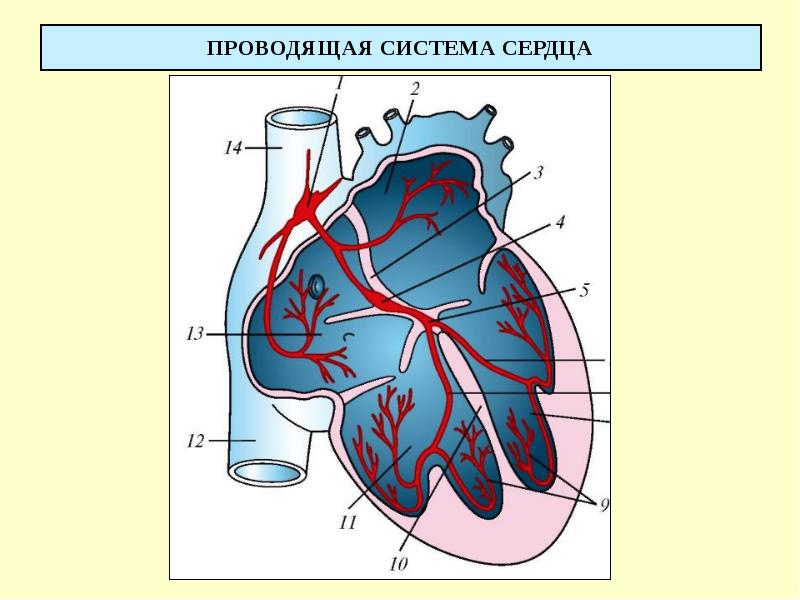 ПРОВОДЯЩАЯ СИСТЕМА СЕРДЦА