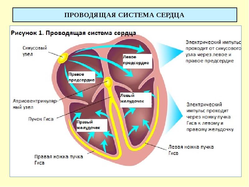 Проводящая система сердца схема