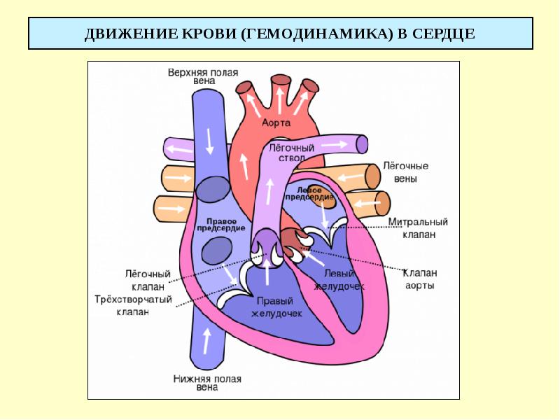 Сердечно сосудистая система презентация по анатомии