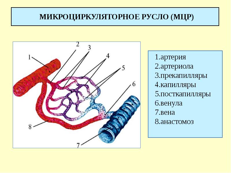 МИКРОЦИРКУЛЯТОРНОЕ РУСЛО (МЦР)